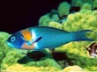 Male Banana Wrasse